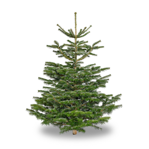 7-8 ft Christmas Tree